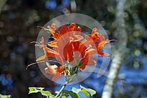 Cape honeysuckle flowers, Tecoma capensis