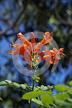 Cape honeysuckle flowers, Tecoma capensis