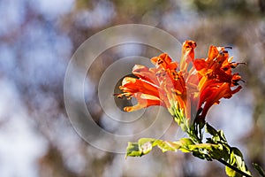Cape honeysuckle flowers Tecoma capensis, California