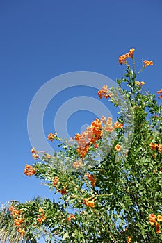 Cape Honeysuckle Shrub