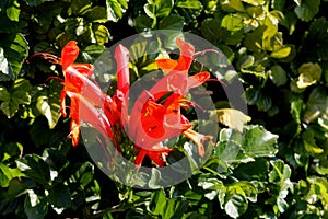 Cape Honeysuckle, Tecoma capensis