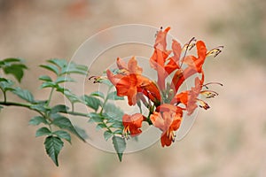 Cape Honeysuckle, Tecoma capensis