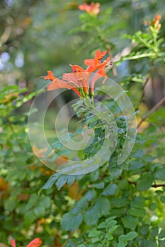 Cape honeysuckle Tecoma capensis tubular orange-red flowers