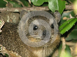 Cape Hyrax photo