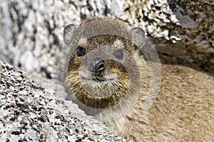 Cape hyrax close-up photo