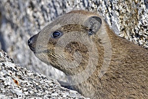 Cape hyrax close-up