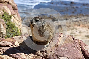 Cape Hyrax photo