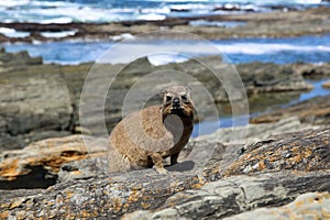 Cape Hyrax photo