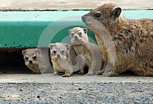 Cape Hyrax, or Rock Hyrax, (Procavia capensis) photo