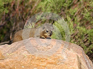 Cape Hyrax, or Rock Hyrax, (Procavia capensis) photo