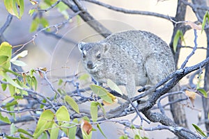Cape Hyrax or Rock Hyrax in a tree,