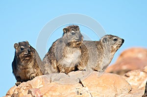 Cape Hyrax sitting on a rock photo