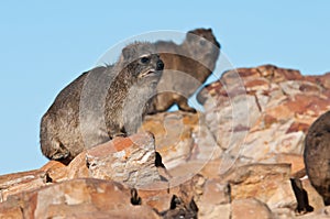 Cape Hyrax sitting on a rock photo