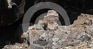 Cape Hyrax sunbathing