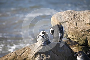 Cape jackass penguins and betty`s bay beach resting on a South African rock on the Fynbos coastline