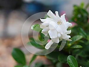 Cape Jasmine