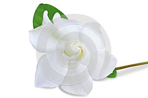 Cape jasmine flower on white background.