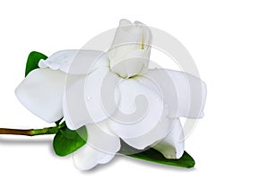 Cape jasmine flower on white background.