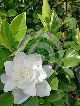 Cape jasmine or Gardenia jasminoides.