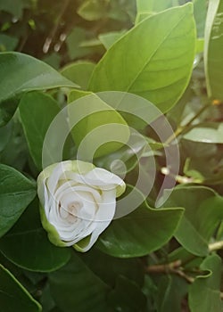 Cape jasmine or Gardenia jasminoides.