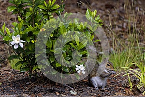 The cape jasmine (Gardenia jasminoides) and gray squirrel photo