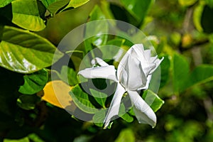 Cape Jasmine,Gardenia jasminoides J. Ellis, Rubiaceae family