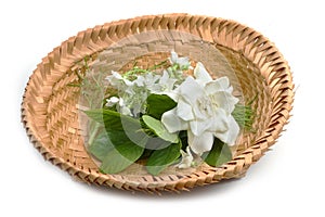 Cape Jasmine, Gardenia and Vallaris glabra flower photo