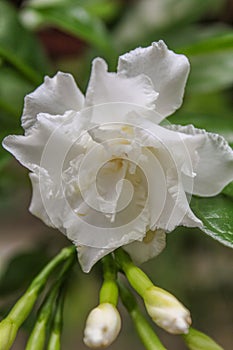 Cape Jasmine, Gareden Gardenia, Gerdenia, Bunga cina flower photo