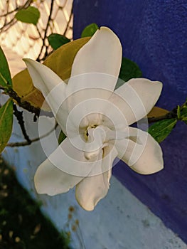 Cape jasmine plant in the garden or park