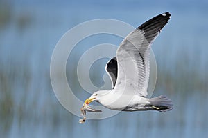 Cape Kelp Gull with a fish