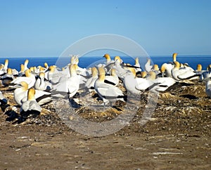 Cape Kidnappers Gannet Colony, Hawkes Bay, New Zealand.