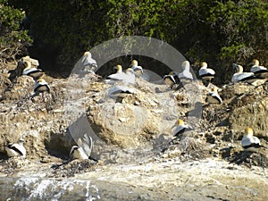 Cape Kidnappers Gannet Colony, Hawkes Bay, New Zealand.