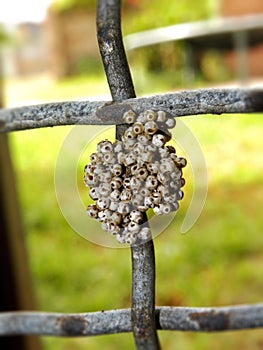 Cape Lappet Moth eggs