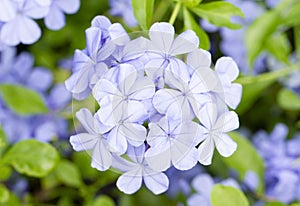 Cape Leadwort common name for Plumbago Auriculata flower