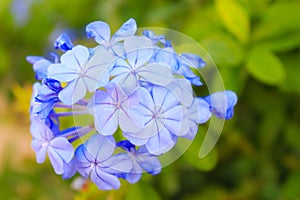 Cape leadwort flower