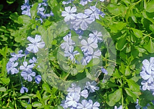 Cape leadwort flower in the garden.