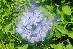 Cape leadwort flower in the garden.