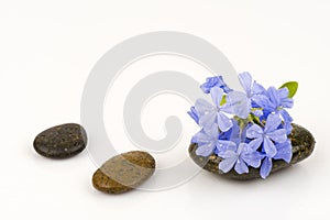 Cape leadwort, Leadwort. (Plumbago auriculata Lam.).