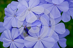 Cape leadwort, Plumbago auriculata