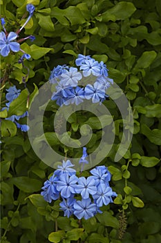 The cape leadwort (Plumbago auriculata).