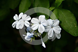 Cape leadwort (Plumbago auriculata), close-up