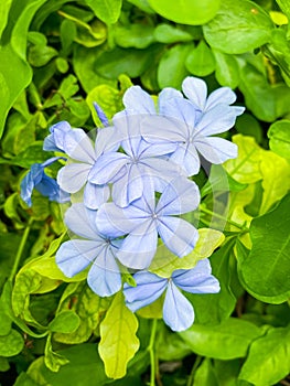 Cape leadwort or Plumbago auriculata flower