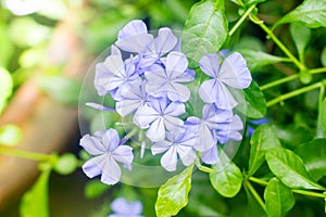 Cape leadwort, white plumbago