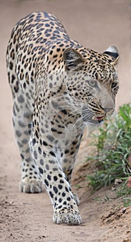 Cape leopard wildcat walking on a sandy path