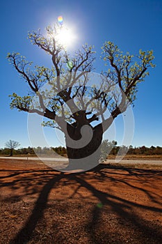 Cape Leveque Kimberley Boab Tree