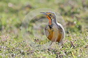 Cape Longclaw Bird