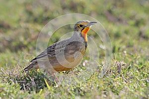 Cape Longclaw Bird