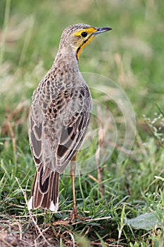 Cape Longclaw Bird
