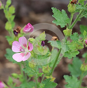Cape Mallow