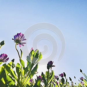 Cape marguerite with back light. square photo image.